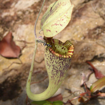Pitcher Plant Seeds – Raffles