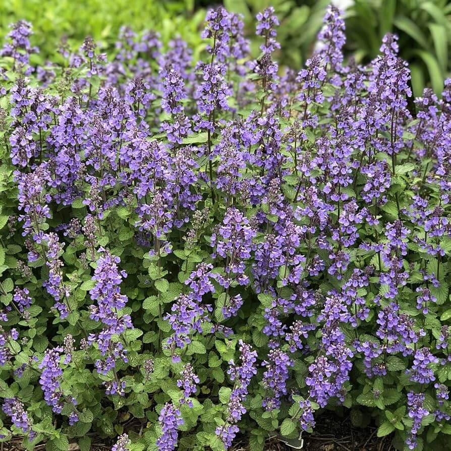 Nepeta Mussinii Seeds - Herbal Plant