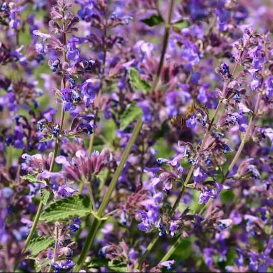 Nepeta Mussinii Seeds - Herbal Plant