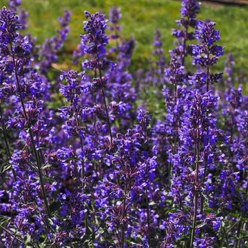 Nepeta Mussinii Seeds - Herbal Plant