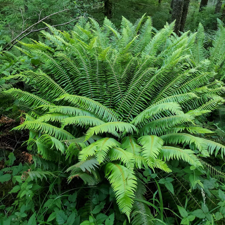 Nephrolepis exaltata Seeds for Planting