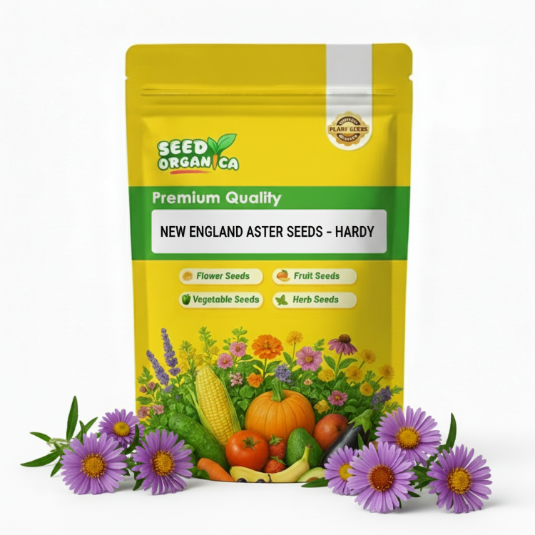 New England Aster Seeds – Hardy