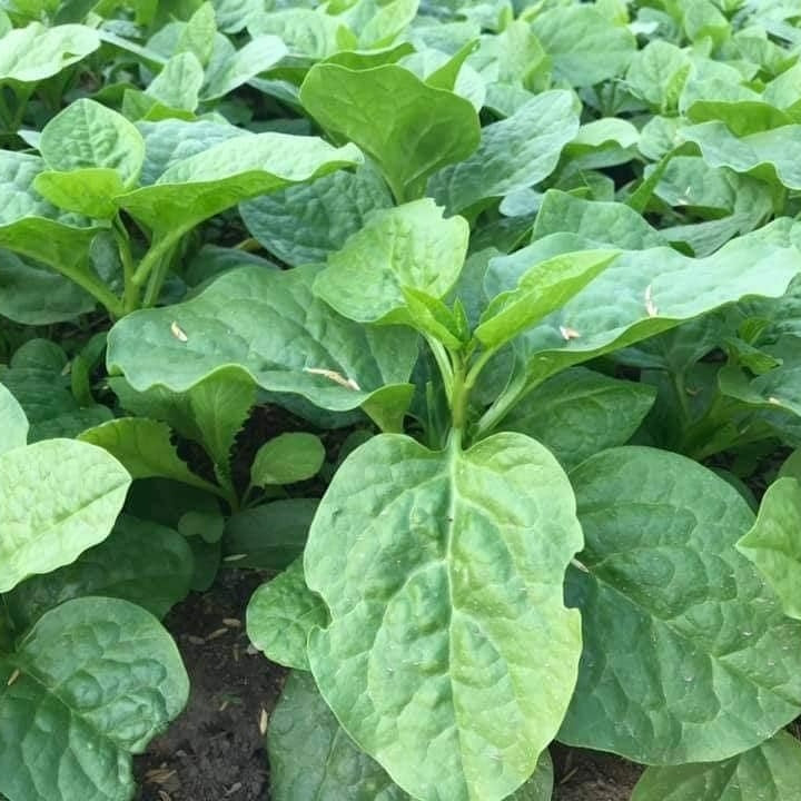 Nhat Cao San Malabar Spinach Seeds - Vegetable Plant