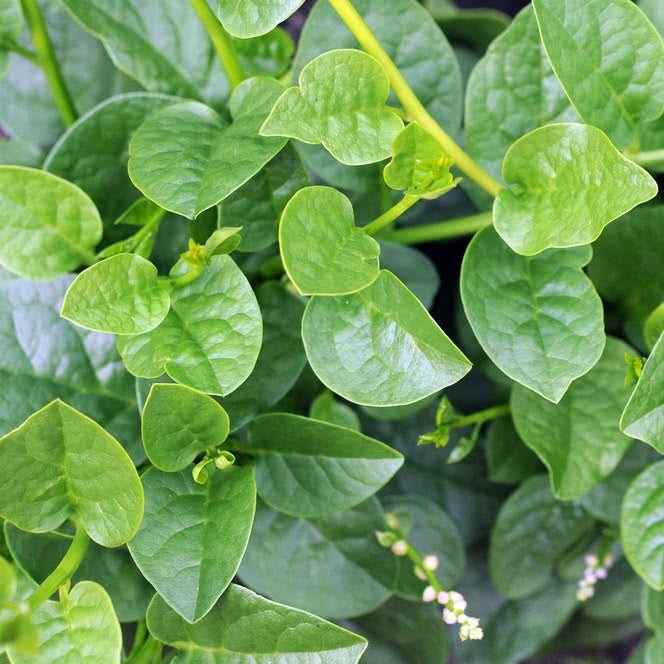 Nhat Cao San Malabar Spinach Seeds - Vegetable Plant