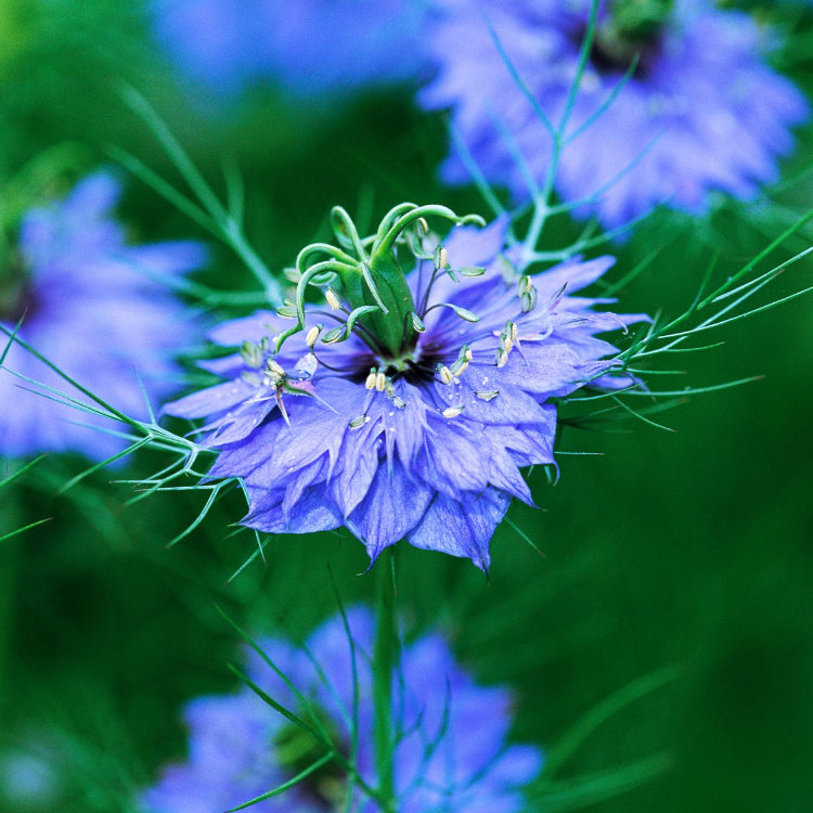 Nigella Love-in-a-Mist  Seeds 