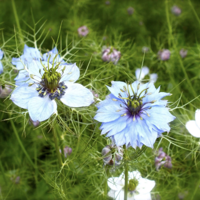 Nigella Love-in-a-Mist  Seeds 
