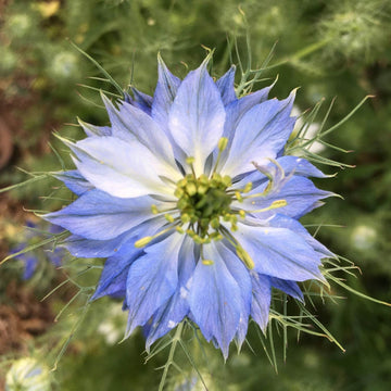 Nigella Love-in-a-Mist  Seeds 