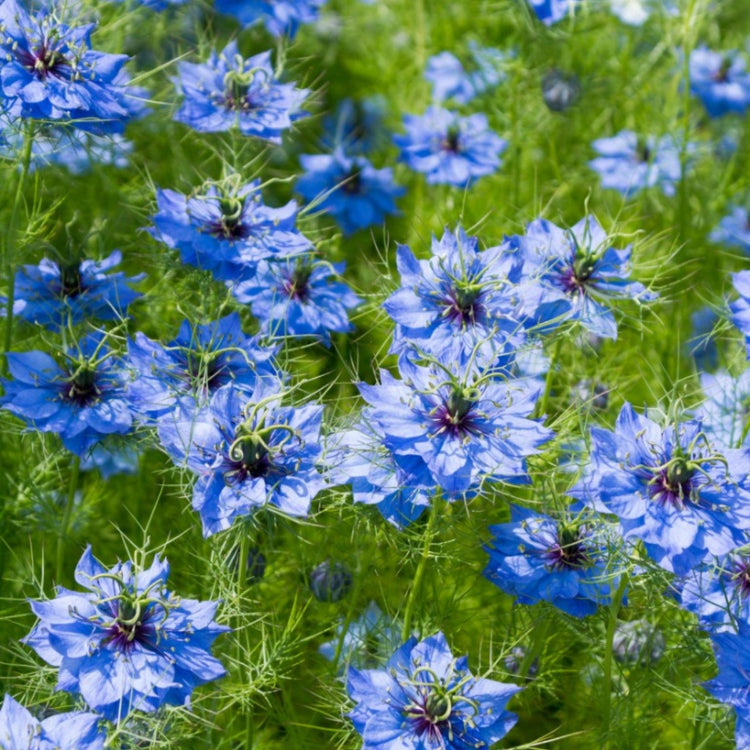 Nigella Love-in-a-Mist  Seeds 