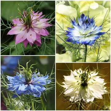 Nigella Seeds - All In One For Home Gardens