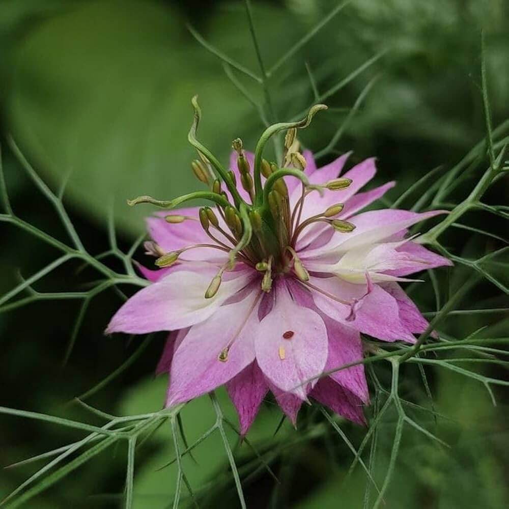 Nigella Seeds - All In One For Home Gardens