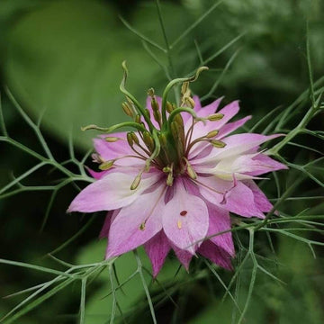 Nigella Seeds - All In One For Home Gardens