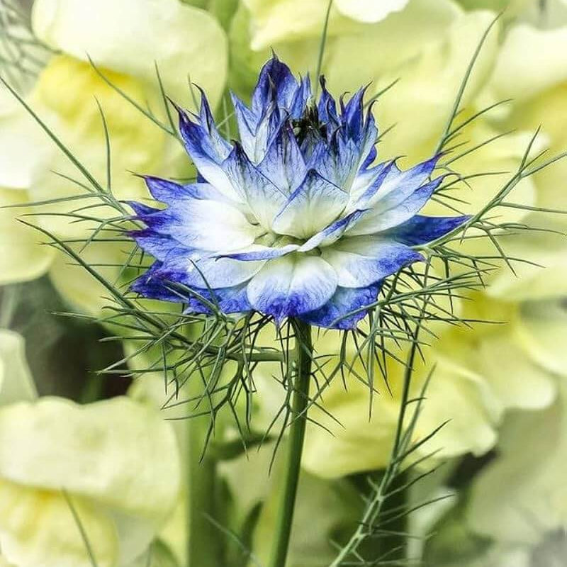 Nigella Seeds - All In One For Home Gardens