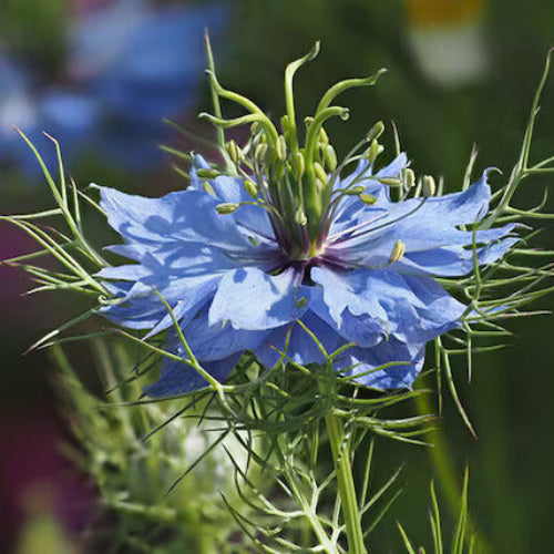 Nigella Seeds - All In One For Home Gardens