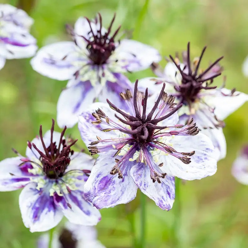 Nigella Seeds – Delft Blue