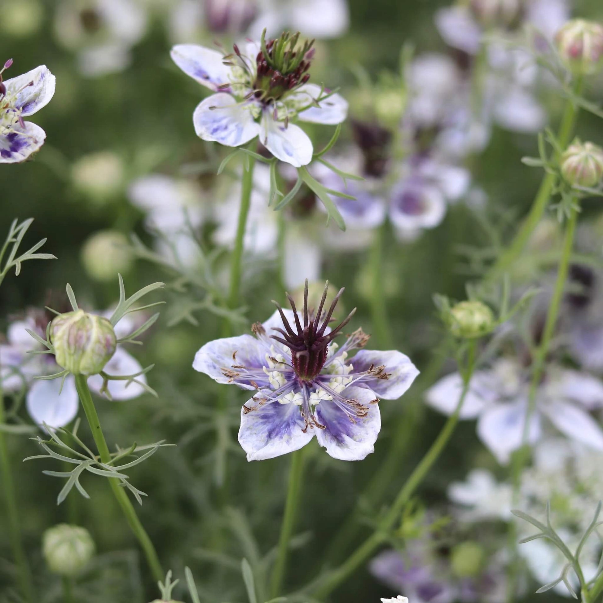 Nigella Seeds – Delft Blue