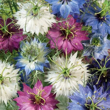 Nigella Seeds – Persian