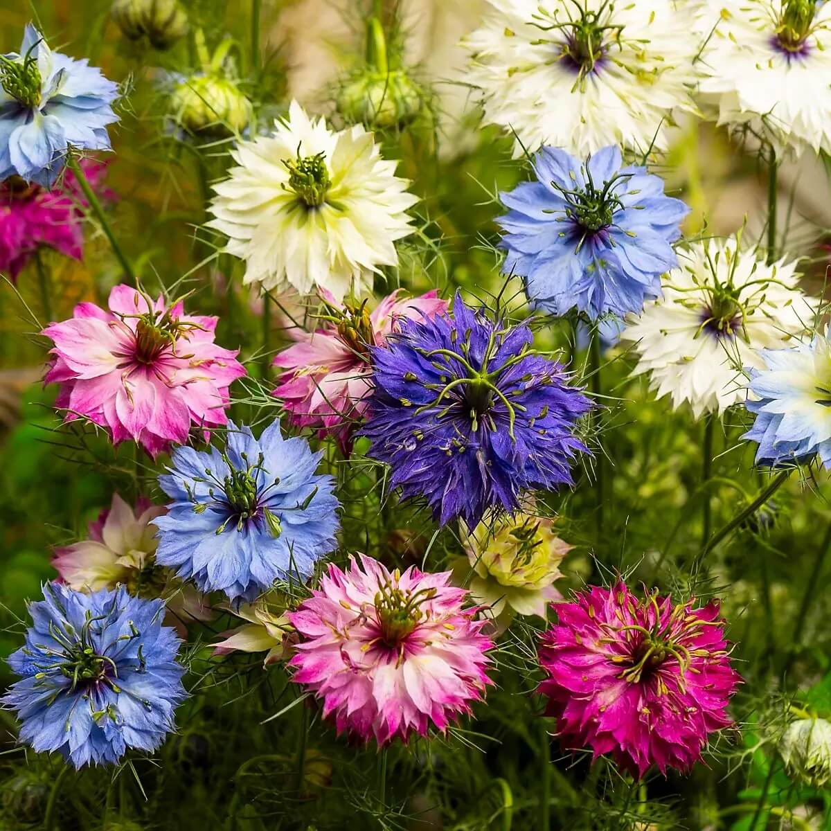 Nigella Seeds – Persian