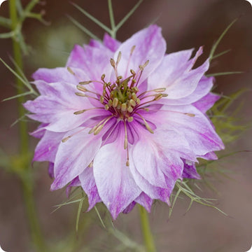 Nigella Seeds – Pink Nigella damascena