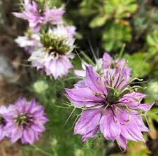 Nigella Seeds – Pink Nigella damascena