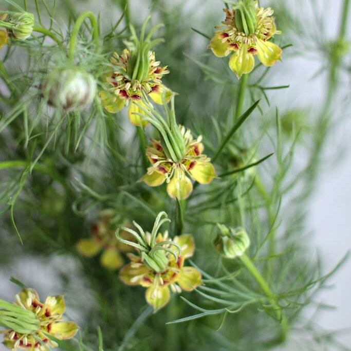 Nigella Seeds – Transformer Yellow