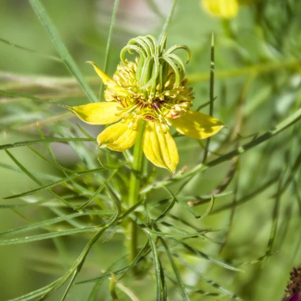 Nigella Seeds – Transformer Yellow