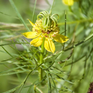 Nigella Seeds – Transformer Yellow