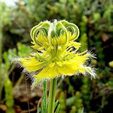 Nigella Seeds – Transformer Yellow