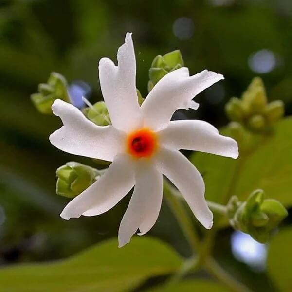 Night Blooming Jasmine Seeds