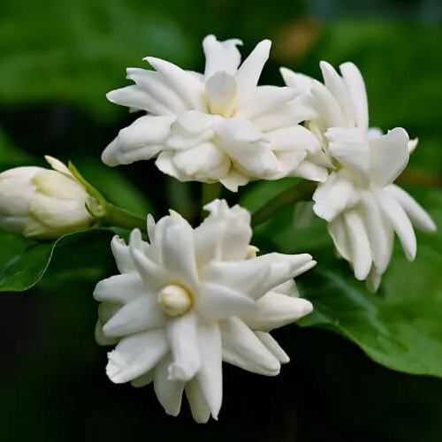 Night Blooming Jasmine Seeds