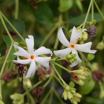 Night Blooming Jasmine Seeds