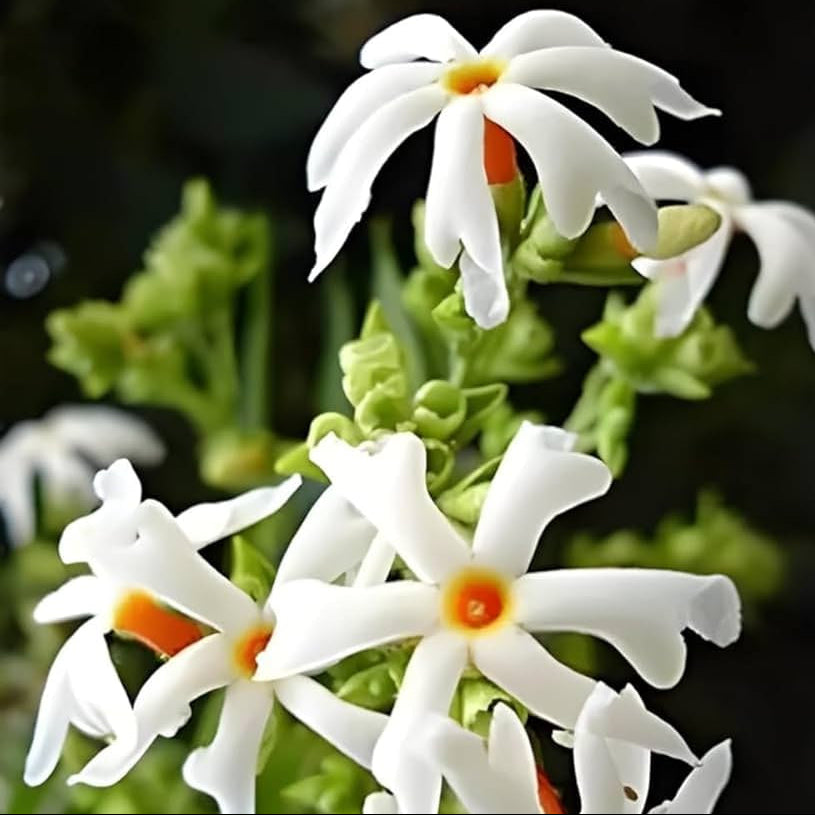 Night Blooming Jasmine Seeds