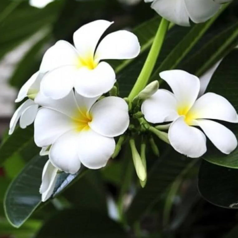 Night Blooming Jasmine Seeds