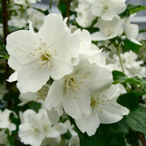 Night Blooming Jasmine Seeds
