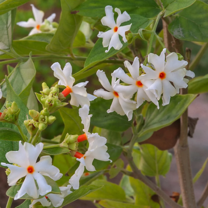 Night Blooming Jasmine Seeds