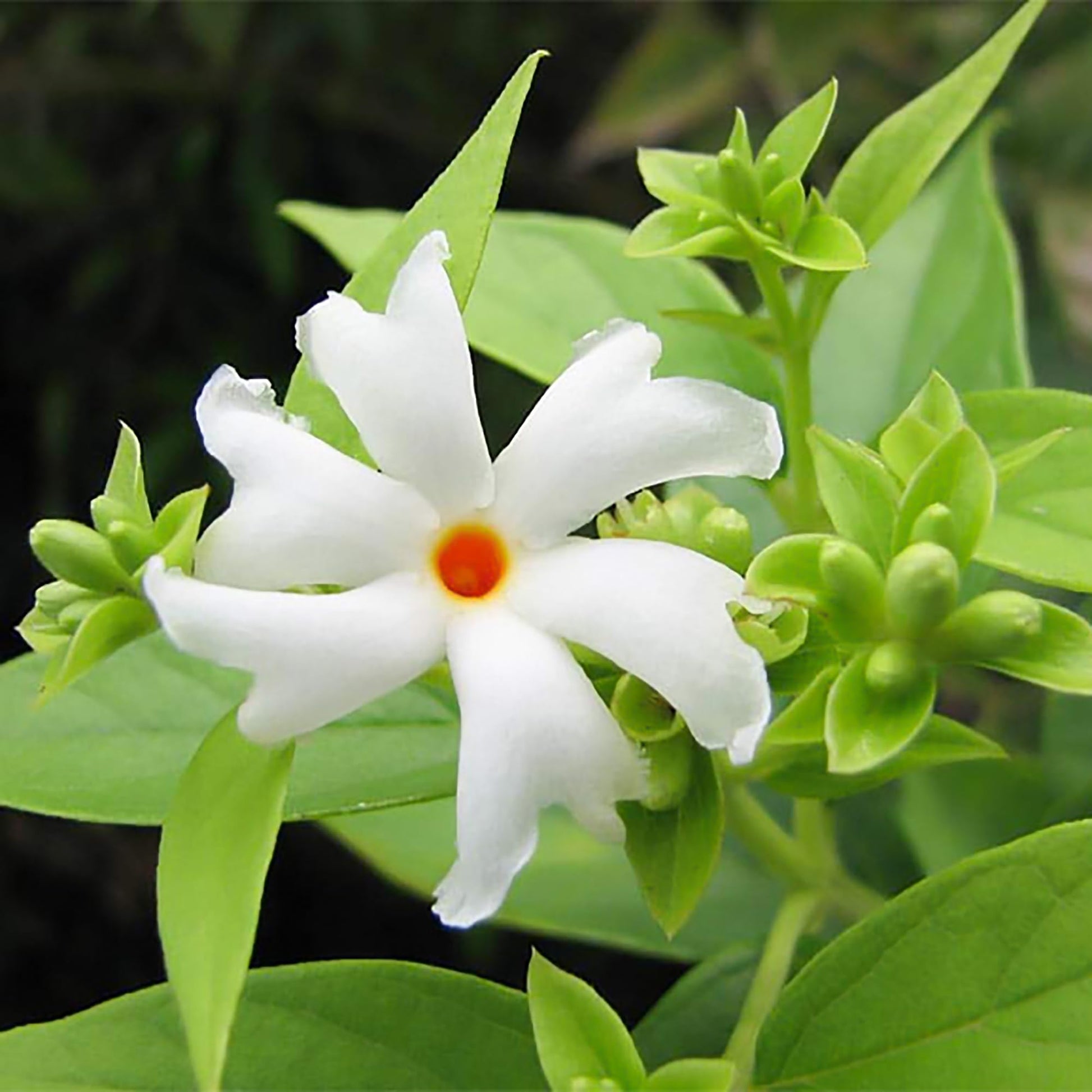 Night Blooming Jasmine Seeds