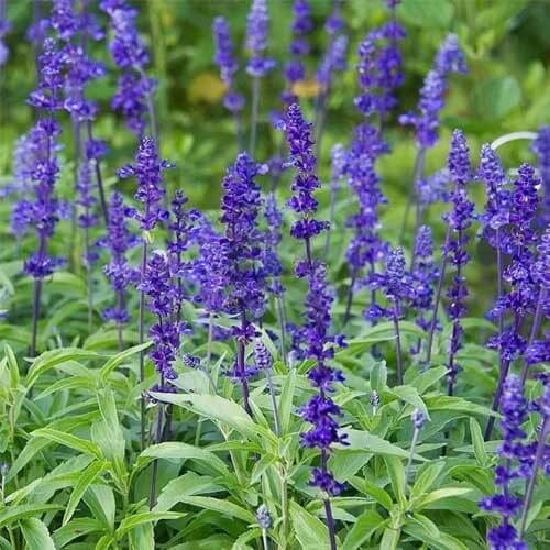 Night Blue Salvia Meadow Sage Seeds - Flower Plant