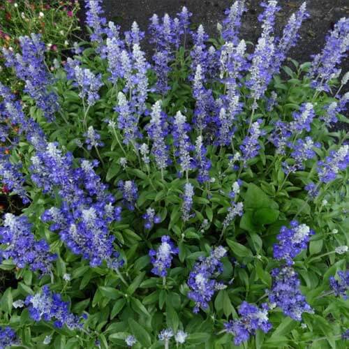 Night Blue Salvia Meadow Sage Seeds - Flower Plant