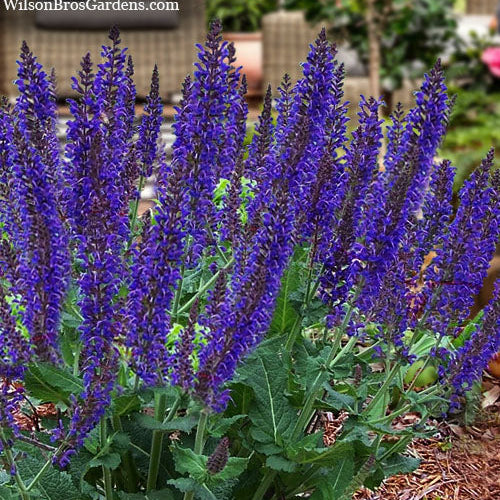 Night Blue Salvia Meadow Sage Seeds - Flower Plant