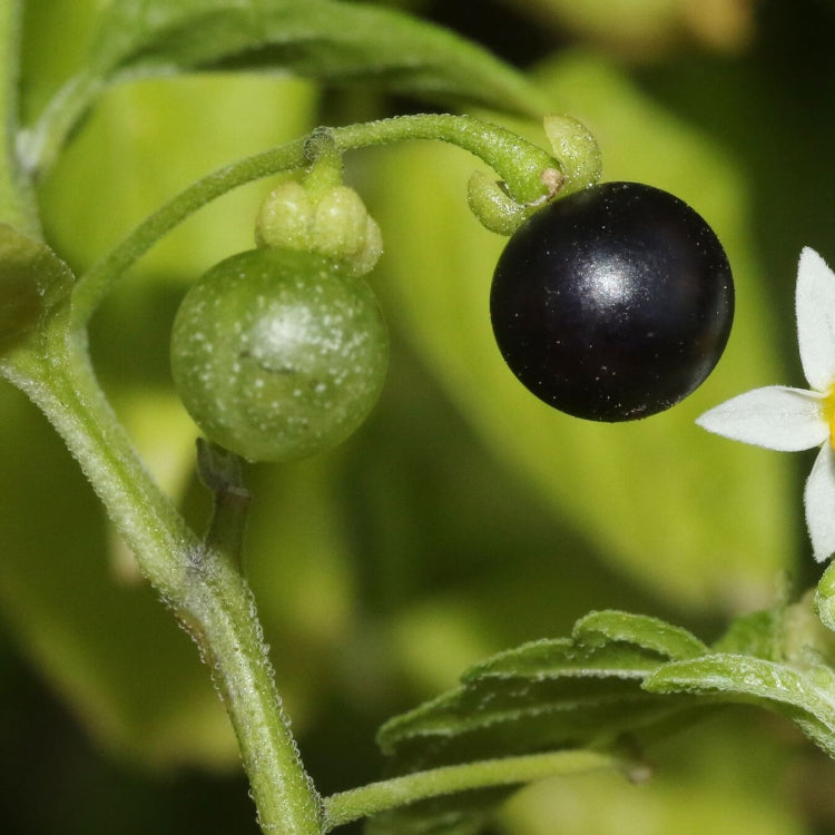 Nightshade Hierba Mora Seeds - Herbal Plant