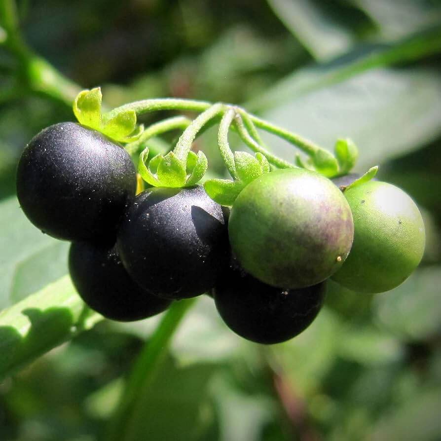 Nightshade Hierba Mora Seeds - Herbal Plant