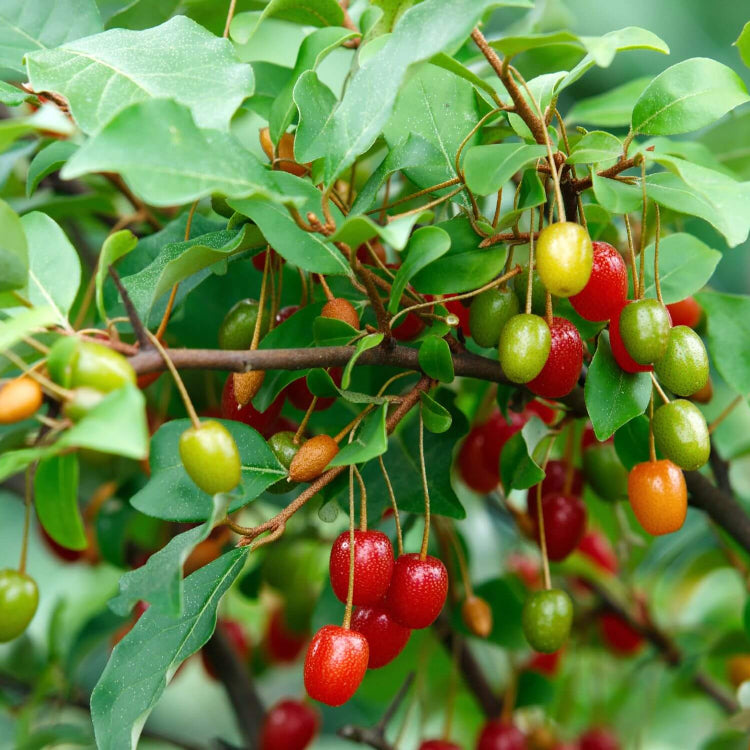 Nitrogen Fixing Berry Plant Seeds