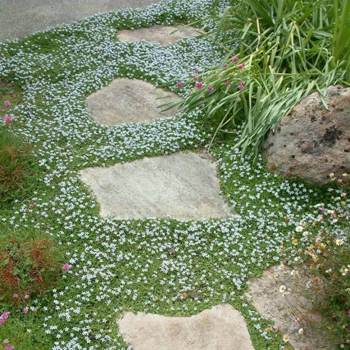 No Mow Lawn Seeds