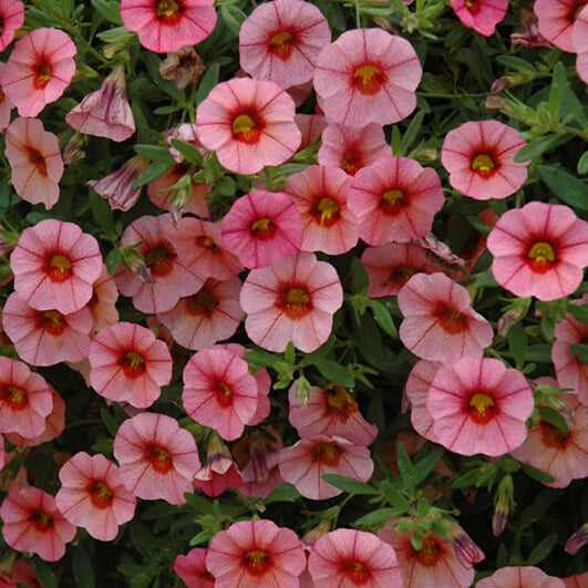 
Noa Series Seeds - Flower Plant

