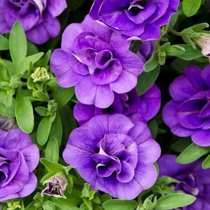 
Noa Series Seeds - Flower Plant
