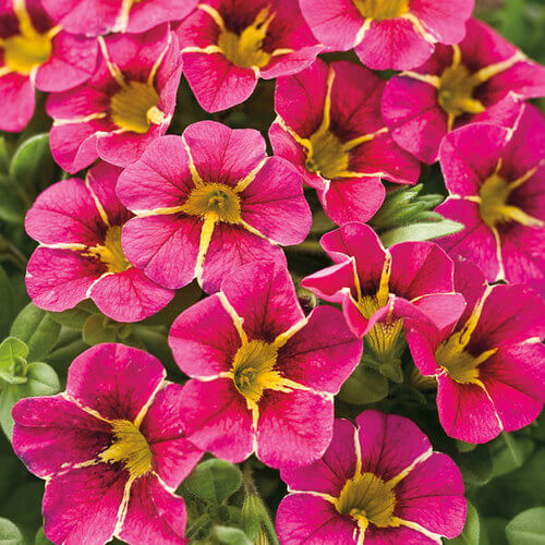 
Noa Series Seeds - Flower Plant
