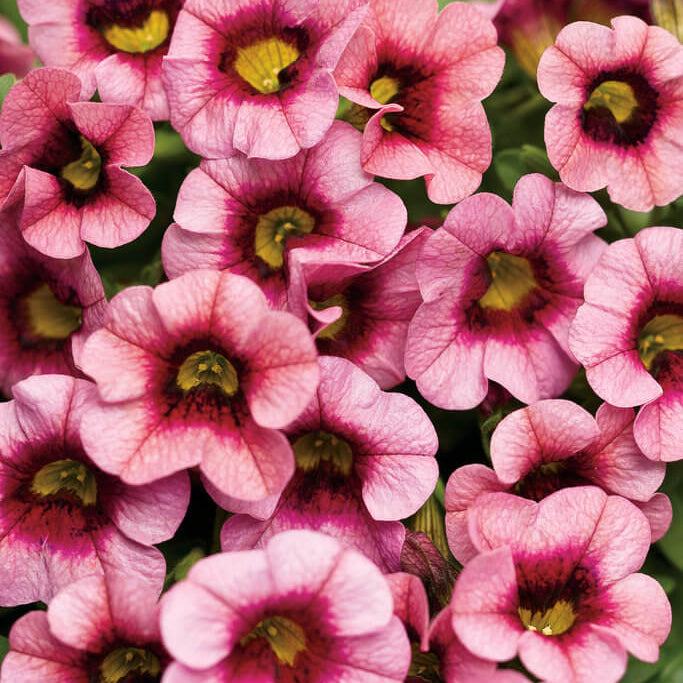 
Noa Series Seeds - Flower Plant
