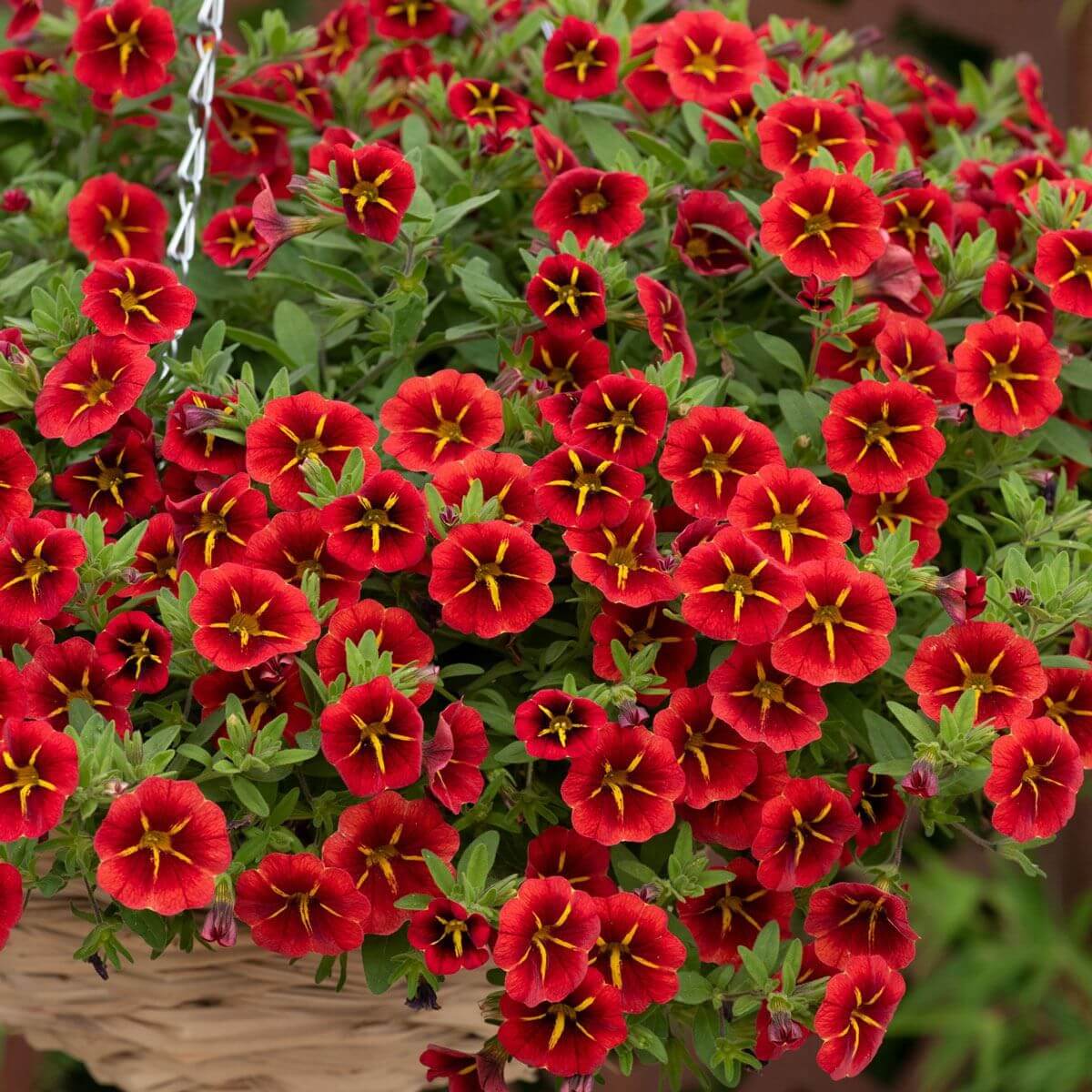 
Noa Series Seeds - Flower Plant
