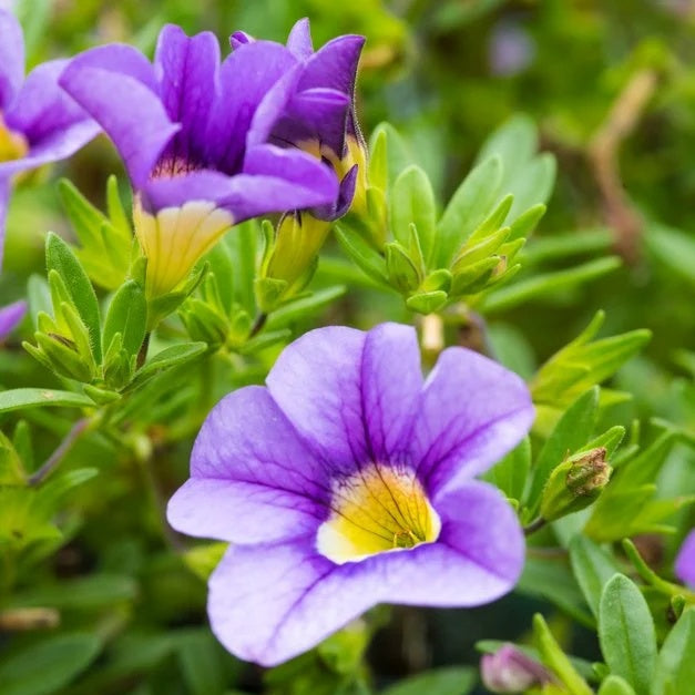 
Noa Series Seeds - Flower Plant
