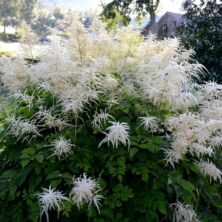 Noble White Goat’s Beard Seeds - Flower Plant