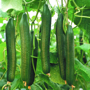 Non-GMO Cucumber Seeds